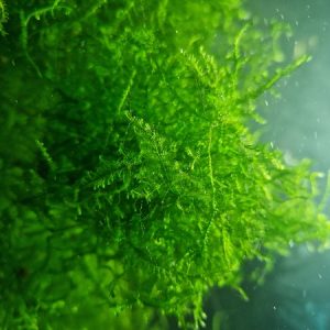 plante pentru acvariu weeping moss