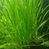 vallisneria spiralis plante easy