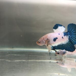 BETTA BLUERIM