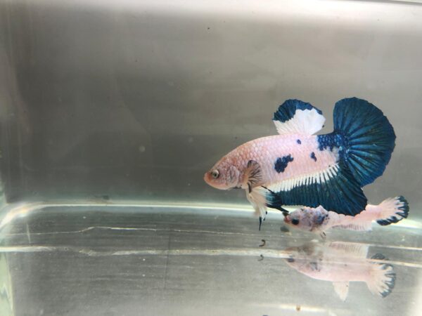 BETTA BLUERIM