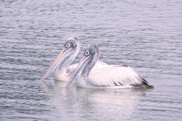 curly pelican com Curly Pelican