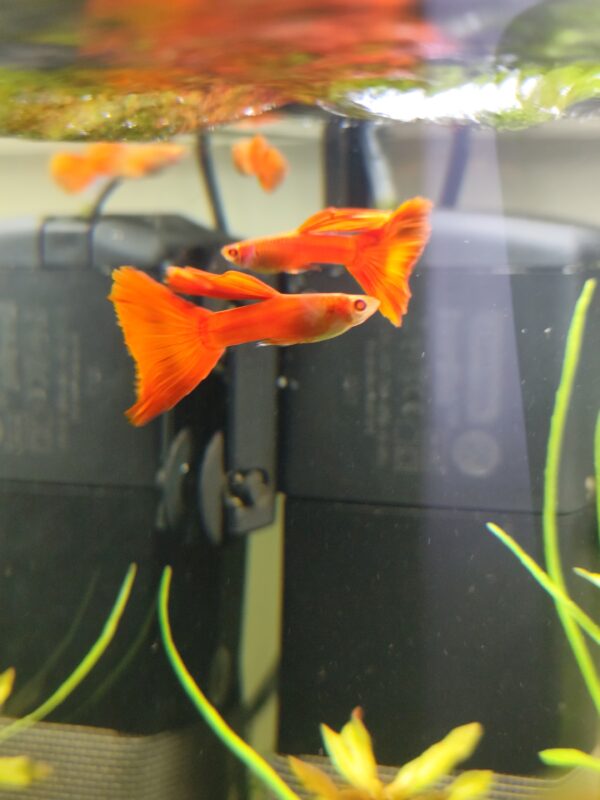 guppy albino full red