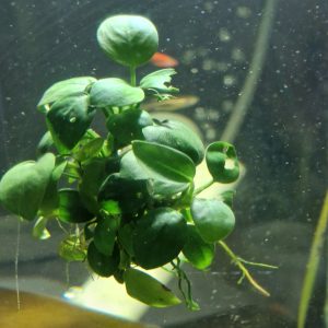 Anubias Barteri Dennerle Planta Perfecta