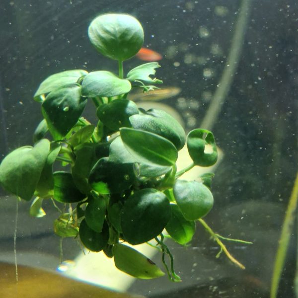 Anubias Barteri Dennerle Planta Perfecta