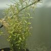 rotala-planta-easy